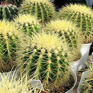 Kaktus
