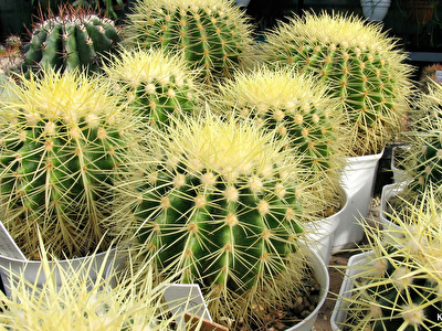 Kaktus